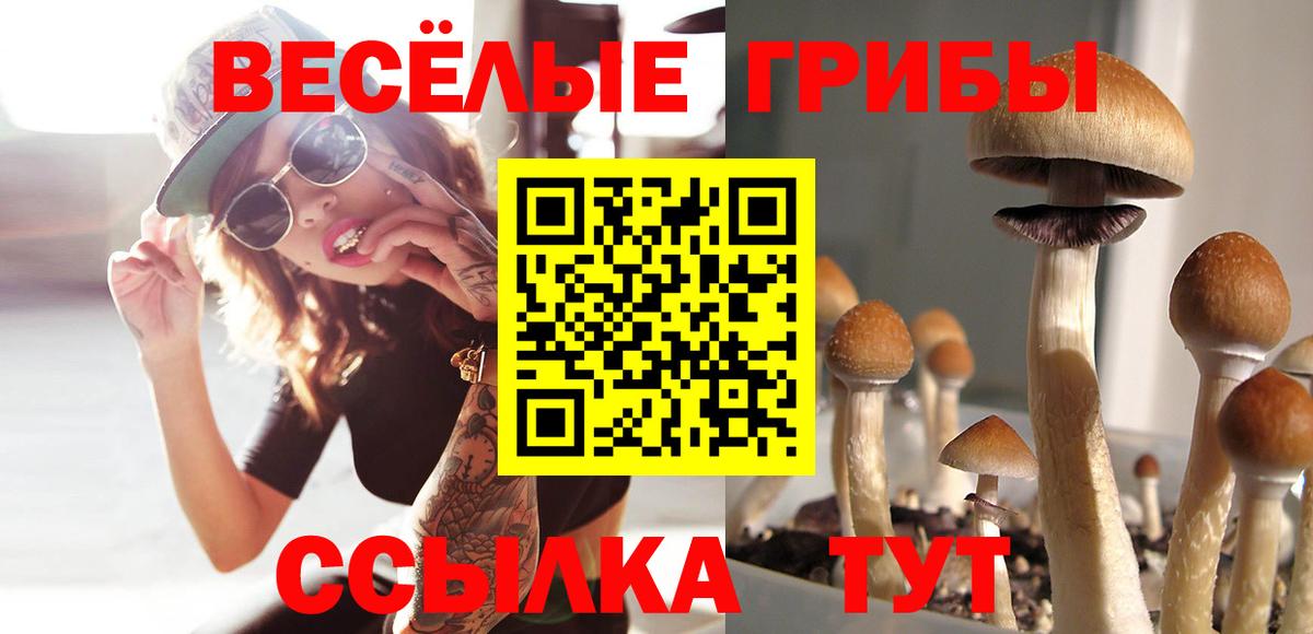 Псилоцибиновые грибы Psilocybine cubensis Новотроицк